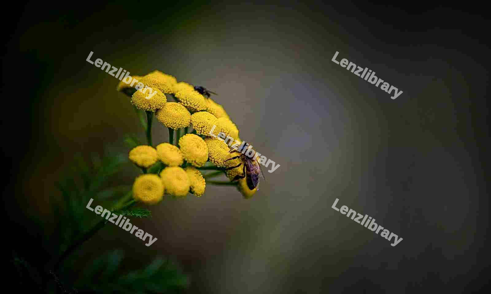 Honey Bee